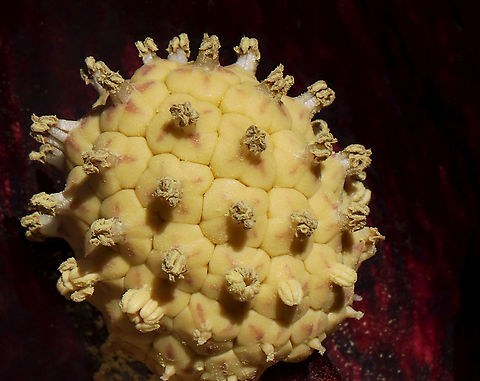 COVID? Nope...It's the spadix of a skunk cabbage flower!

The flowers consist of two parts: a spathe and a spadix. The spathe, which is mottled maroon in color, is a modified leaf that looks like a hood. The spathe surrounds a spadix, which is a cylindrical structure that contains lots of tiny flowers packed together. The spadix can be yellow, pink, or purple.

Habitat: Swamp Eastern skunk cabbage,Geotagged,Spring,Symplocarpus,Symplocarpus foetidus,United States
