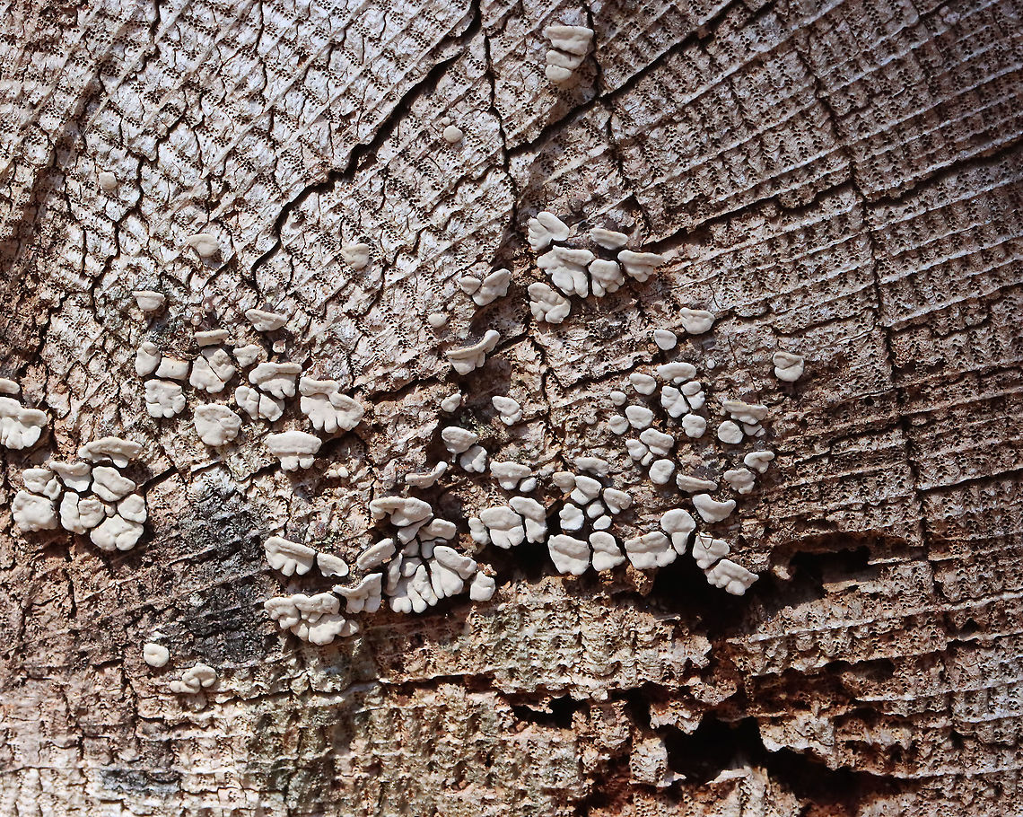 Ceramic Parchment - Xylobolus frustulatus Habitat: Growing on a cut log Ceramic Parchment,Geotagged,Spring,United States,Xylobolus,Xylobolus frustulatus,fungus