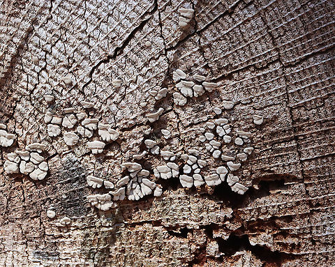 Ceramic Parchment - Xylobolus frustulatus Habitat: Growing on a cut log Ceramic Parchment,Geotagged,Spring,United States,Xylobolus,Xylobolus frustulatus,fungus