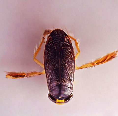 Water Boatman - Tribe Corixini, Hesperocorixa interrupta Habitat: Collected in a small pond and photographed under a microscope Corixidae,Geotagged,Hesperocorixa,Hesperocorixa interrupta,United States,water boatman