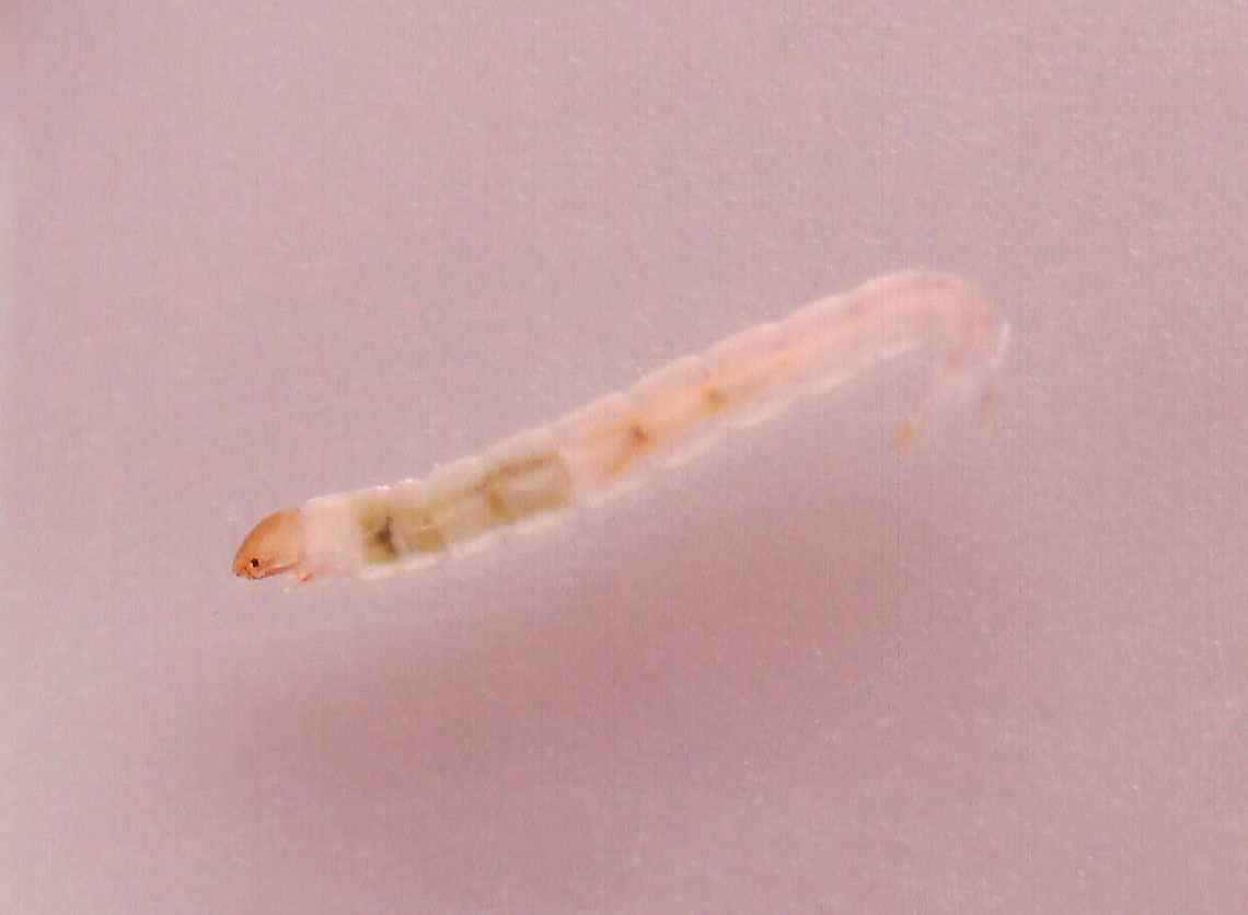 Chironomid Larva - Chironomus sp. Habitat: Collected in a pond and photographed under a microscope Chironomidae,Chironomus,Diptera,Geotagged,United States,fly larva,larva,midge larva
