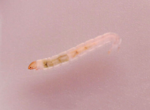 Chironomid Larva - Chironomus sp. Habitat: Collected in a pond and photographed under a microscope Chironomidae,Chironomus,Diptera,Geotagged,United States,fly larva,larva,midge larva