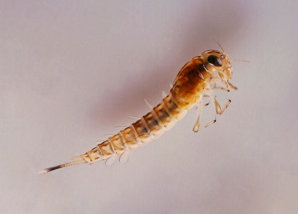 Mayfly Nymph - Ameletus ludens This species seems to &quot;play dead&quot;. I have noticed numerous times that if I disturb them at all, they sink to the bottom of the tank and lay sideways. They will stay like this for several minutes before they resume swimming around.<br />
<br />
Habitat: Collected from a pond and photographed under a microscope. <br />
<figure class="photo"><a href="https://www.jungledragon.com/image/125332/mayfly_nymph_-_ameletus_ludens.html" title="Mayfly Nymph - Ameletus ludens"><img src="https://s3.amazonaws.com/media.jungledragon.com/images/3232/125332_thumb.jpg?AWSAccessKeyId=05GMT0V3GWVNE7GGM1R2&Expires=1759968010&Signature=qlIaJfebQ4IDsAGn%2FCasprHy%2BI0%3D" width="112" height="152" alt="Mayfly Nymph - Ameletus ludens This species seems to &quot;play dead&quot;. I have noticed numerous times that if I disturb them at all, they sink to the bottom of the tank and lay sideways. They will stay like this for several minutes before they resume swimming around.<br />
<br />
Habitat: Collected from a pond and photographed under a microscope<br />
https://www.jungledragon.com/image/125328/mayfly_nymph_-_baetis_sp.html Ameletus ludens,Geotagged,Spring,United States" /></a></figure> Ameletus,Ameletus ludens,Ephemeroptera,Geotagged,United States,mayfly,mayfly nymph,nymph