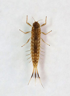 Mayfly Nymph - Ameletus ludens This species seems to "play dead". I have noticed numerous times that if I disturb them at all, they sink to the bottom of the tank and lay sideways. They will stay like this for several minutes before they resume swimming around.

Habitat: Collected from a pond and photographed under a microscope
https://www.jungledragon.com/image/125328/mayfly_nymph_-_baetis_sp.html Ameletus ludens,Geotagged,Spring,United States