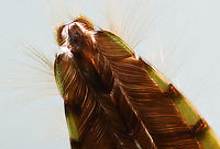 Backswimmer - Family Notonectidae Check out all those abdominal hairs!<br />
<br />
Habitat: Collected in a pond and photographed in an aquarium<br />
https://www.jungledragon.com/image/125334/backswimmer_-_family_notonectidae.html Geotagged,Spring,United States