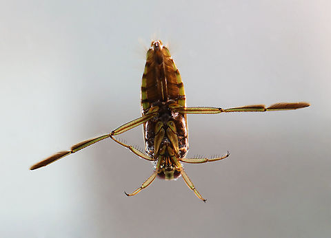 Backswimmer - Family Notonectidae Habitat: Collected in a pond and photographed in an aquarium
https://www.jungledragon.com/image/125333/backswimmer_-_family_notonectidae.html Geotagged,Notonectidae,Spring,United States,backswimmer