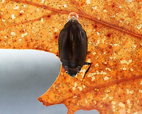 Whirligig Beetle - Dineutus emarginatus TL: ~10 mm. Broadly oval, bronzy black with a shiny ventral surface. Males have padded front tarsi. They have divided eyes and paddle-like legs.

Whirligigs are awesome, here are some reasons why:
-They are the only aquatic beetles that use surface tension for support. They move about on the surface of the water erratically

-They will expel defensive secretions (which smell like apples) from the tips of their abdomens if disturbed. This secretion is also a water repellent, which lowers surface tension so the whirligigs can ride a wave of recoiling water molecules!

-They carry an air bubble around with them on the tip of the abdomen, which they breathe in when they are underwater.

Habitat: Collected from a pond and photographed in an aquarium Dineutus,Dineutus emarginatus,Geotagged,Gyrinidae,Spring,United States,beetle