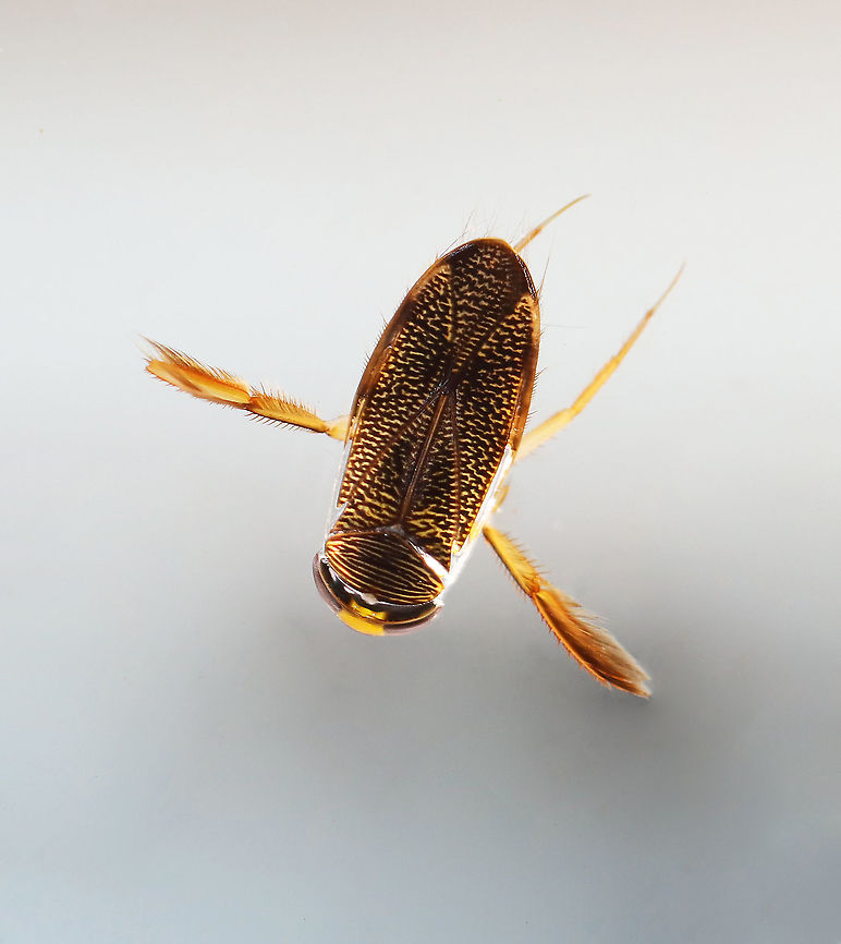 Water Boatman - Tribe Corixini, Hesperocorixa interrupta Habitat: Collected in a small pond and photographed in an aquarium Corixidae,Corixiini,Geotagged,Hesperocorixa,Hesperocorixa interrupta,Spring,United States,water boatman