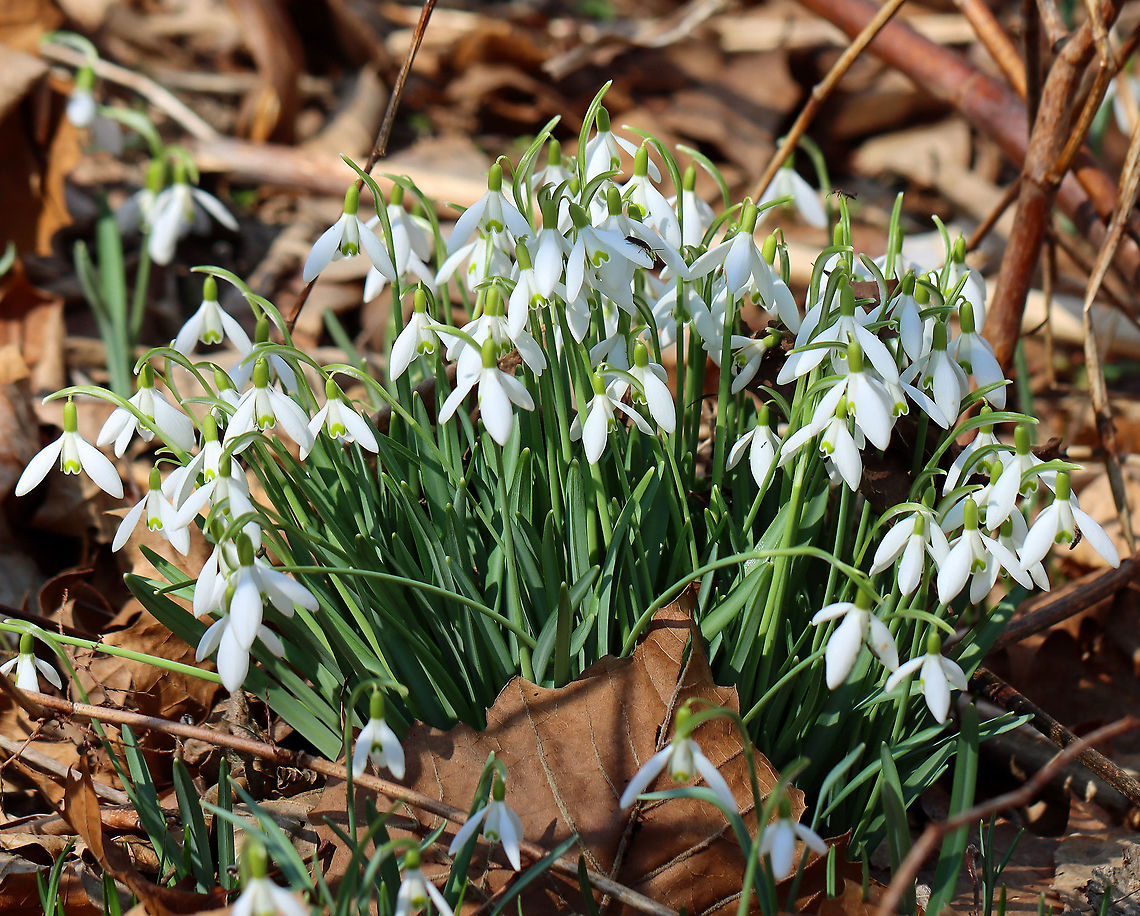 Common Snowdrops - Galanthus nivalis Among the first bulbs to bloom in spring, snowdrops have an erect, leafless scape with a solitary, bell-shaped white flower. The flower has six segments - the outer three are larger and more convex than the inner three. The inner segments are usually marked on their outer surface with a green U-shaped mark over the notch at the tip of each tepal. The inner surface has a faint green mark covering most of it.<br />
<br />
Habitat: Deciduous forest Common snowdrop,Galanthus,Galanthus nivalis,Geotagged,Spring,United States,snowdrops