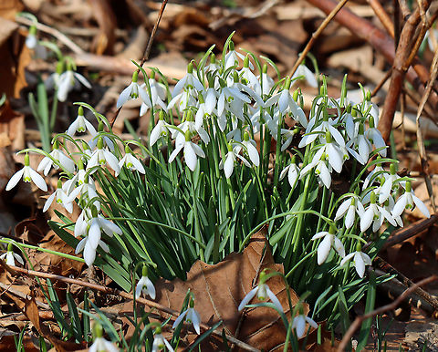 Common Snowdrops - Galanthus nivalis Among the first bulbs to bloom in spring, snowdrops have an erect, leafless scape with a solitary, bell-shaped white flower. The flower has six segments - the outer three are larger and more convex than the inner three. The inner segments are usually marked on their outer surface with a green U-shaped mark over the notch at the tip of each tepal. The inner surface has a faint green mark covering most of it.

Habitat: Deciduous forest Common snowdrop,Galanthus,Galanthus nivalis,Geotagged,Spring,United States,snowdrops