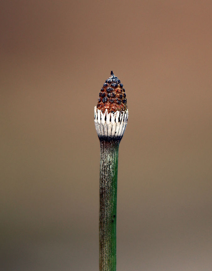 Horsetail - Equisetum hyemale ssp. affine The stems are so rough that they can be used as an alternative to sandpaper.<br />
<br />
Habitat: River's edge Equisetum,Equisetum hyemale,Equisetum hyemale ssp. affine,Geotagged,Scouring rush,Spring,United States,horsetail,puzzlegrass,rush,scouring-rush,snake grass