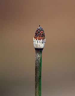 Horsetail - Equisetum hyemale ssp. affine The stems are so rough that they can be used as an alternative to sandpaper.
Habitat: River's edge Equisetum,Equisetum hyemale,Equisetum hyemale ssp. affine,Geotagged,Scouring rush,Spring,United States,horsetail,puzzlegrass,rush,scouring-rush,snake grass