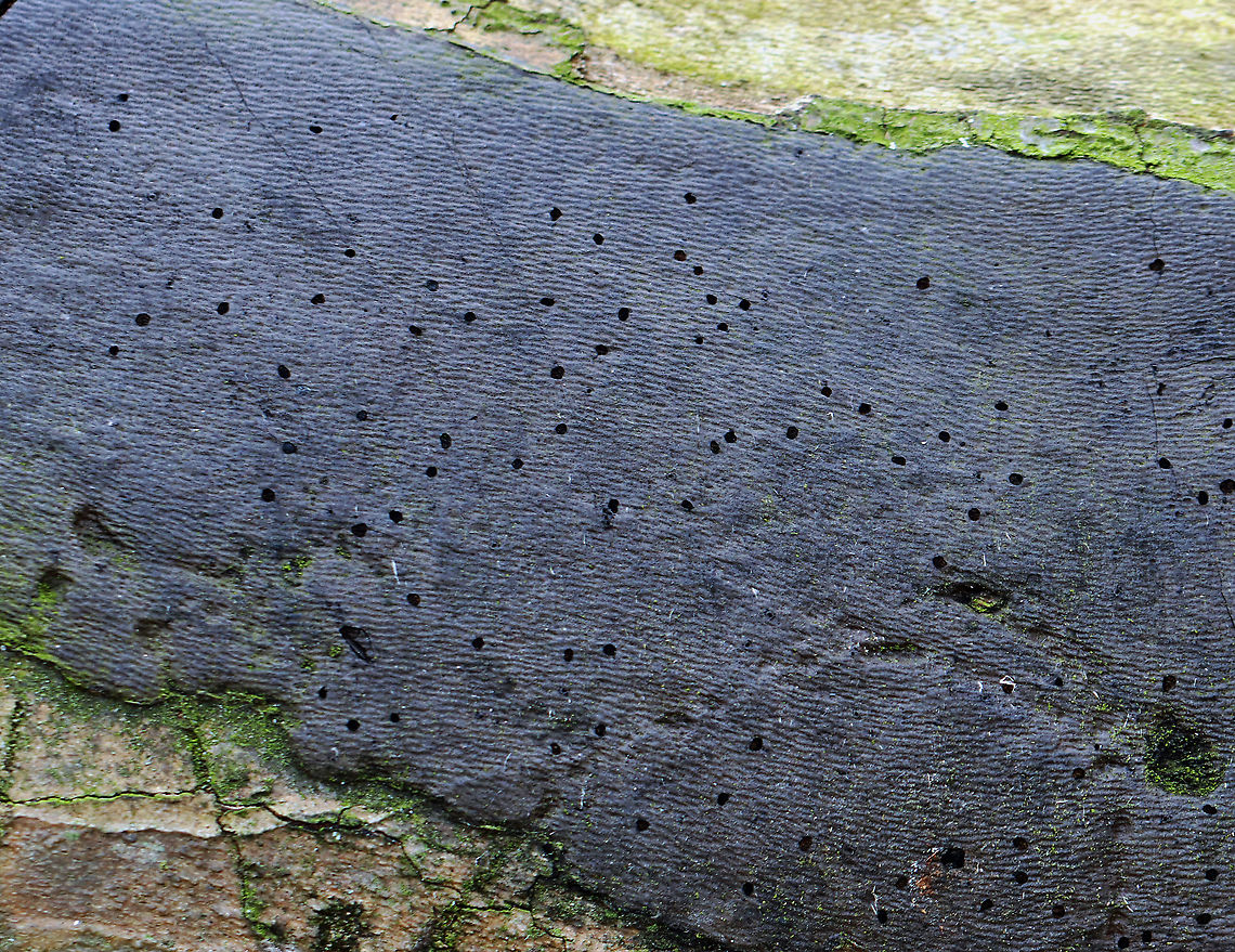 Fungus - Camillea tinctor Habitat: Growing on fallen sycamore (Platanus occidentalis); streamside<br />
<figure class="photo"><a href="https://www.jungledragon.com/image/125388/fungus_-_camillea_tinctor.html" title="Fungus - Camillea tinctor"><img src="https://s3.amazonaws.com/media.jungledragon.com/images/3232/125388_thumb.jpg?AWSAccessKeyId=05GMT0V3GWVNE7GGM1R2&Expires=1769040010&Signature=CA3WXWhxPpqI1pTBLZKcjxNEElo%3D" width="200" height="154" alt="Fungus - Camillea tinctor Habitat: Growing on fallen sycamore (Platanus occidentalis); streamside<br />
https://www.jungledragon.com/image/125387/fungus.html Geotagged,Hypoxylon tinctor,Spring,United States,fungus" /></a></figure> Geotagged,Hypoxylon tinctor,Spring,United States