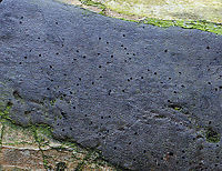 Fungus - Camillea tinctor Habitat: Growing on fallen sycamore (Platanus occidentalis); streamside<br />
https://www.jungledragon.com/image/125388/fungus.html Geotagged,Hypoxylon tinctor,Spring,United States
