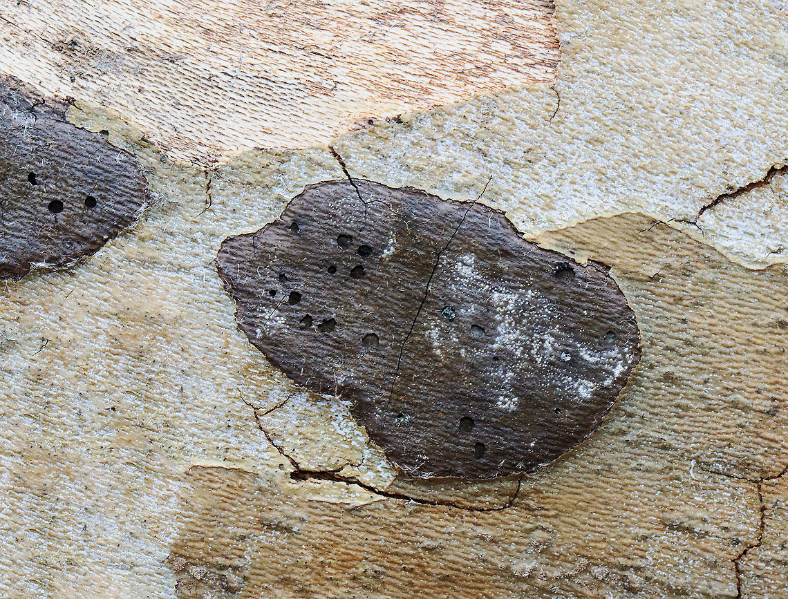 Fungus - Camillea tinctor Habitat: Growing on fallen sycamore (Platanus occidentalis); streamside<br />
<figure class="photo"><a href="https://www.jungledragon.com/image/125387/fungus_-_camillea_tinctor.html" title="Fungus - Camillea tinctor"><img src="https://s3.amazonaws.com/media.jungledragon.com/images/3232/125387_thumb.jpg?AWSAccessKeyId=05GMT0V3GWVNE7GGM1R2&Expires=1769040010&Signature=kQSAyiYfSB8OWOzneBvjE5IW1fc%3D" width="200" height="156" alt="Fungus - Camillea tinctor Habitat: Growing on fallen sycamore (Platanus occidentalis); streamside<br />
https://www.jungledragon.com/image/125388/fungus.html Geotagged,Hypoxylon tinctor,Spring,United States" /></a></figure> Geotagged,Hypoxylon tinctor,Spring,United States,fungus
