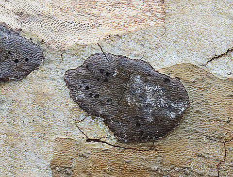 Fungus - Camillea tinctor Habitat: Growing on fallen sycamore (Platanus occidentalis); streamside
https://www.jungledragon.com/image/125387/fungus.html Geotagged,Hypoxylon tinctor,Spring,United States,fungus