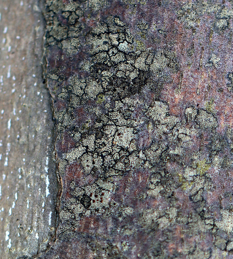 Lichen Habitat: Growing on sycamore bark (Platanus occidentalis); streamside in a deciduous forest Geotagged,Spring,United States,lichen