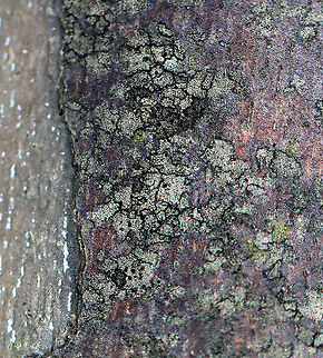 Lichen Habitat: Growing on sycamore bark (Platanus occidentalis); streamside in a deciduous forest Geotagged,Spring,United States,lichen