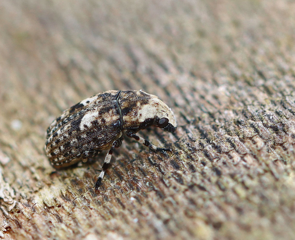 Marbled Fungus Weevil - Euparius marmoreus Habitat: Found on sycamore; streamside Euparius,Euparius marmoreus,Geotagged,Marbled Fungus Weevil,Spring,United States,beetle,weevil