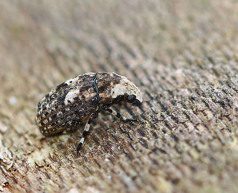 Marbled Fungus Weevil - Euparius marmoreus Habitat: Found on sycamore; streamside Euparius,Euparius marmoreus,Geotagged,Marbled Fungus Weevil,Spring,United States,beetle,weevil