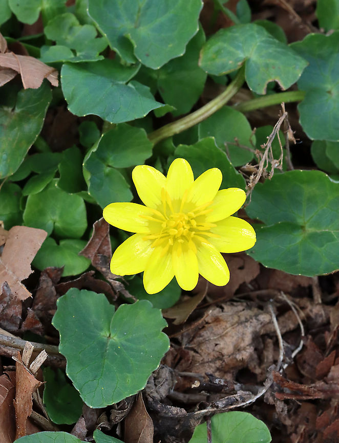 Fig Buttercup - Ficaria verna A low-growing, hairless perennial flowering plant in the buttercup family. It has fleshy dark green, heart-shaped leaves and distinctive flowers with 7-12 bright yellow, glossy petals. Once established, it spreads rapidly, forming a solid green blanket across the ground through which native plants are unable to penetrate.<br />
<br />
It is native to Europe and west Asia. It has been introduced in North America, where it is known by the common name Fig Buttercup and considered an invasive species. The plant is poisonous if ingested raw and potentially fatal to grazing animals and livestock such as horses, cattle, and sheep.<br />
<br />
Habitat: Deciduous forest Ficaria,Ficaria verna,Fig Buttercup,Geotagged,Lesser celandine,Spring,United States