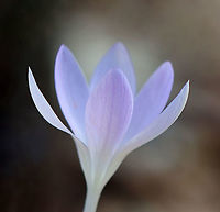Woodland Crocus - Crocus tommasinianus Habitat: There were tons of crocuses growing throughout the woods. <br />
https://www.jungledragon.com/image/125499/crocus_sp.html<br />
https://www.jungledragon.com/image/125498/crocus_sp.html<br />
https://www.jungledragon.com/image/125500/crocus_sp.html Crocus tommasinianus,Geotagged,Spring,United States,crocus