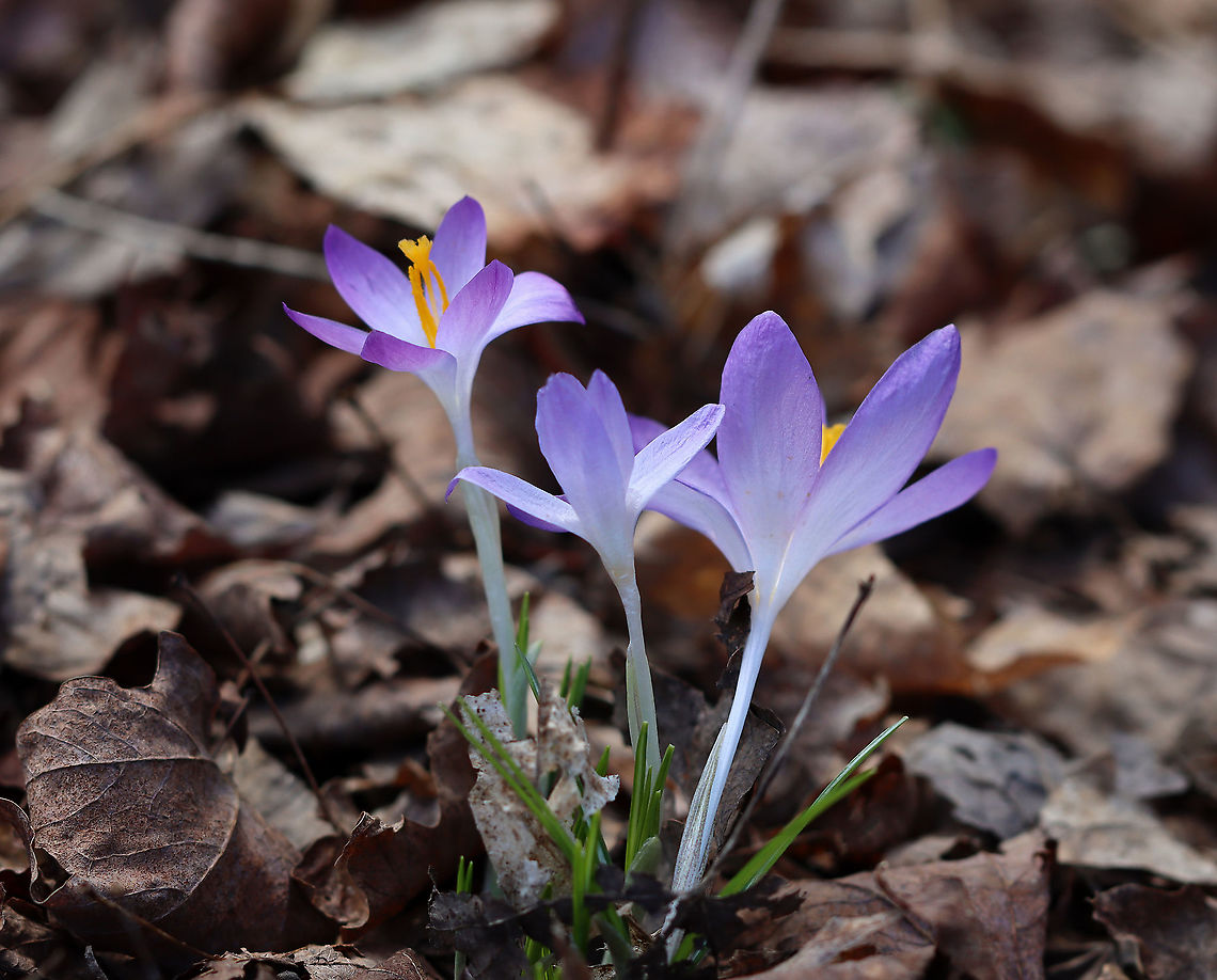 Woodland Crocus - Crocus tommasinianus Habitat: There were tons of crocuses growing throughout the woods<br />
<br />
<figure class="photo"><a href="https://www.jungledragon.com/image/125499/woodland_crocus_-_crocus_tommasinianus.html" title="Woodland Crocus - Crocus tommasinianus"><img src="https://s3.amazonaws.com/media.jungledragon.com/images/3232/125499_thumb.jpg?AWSAccessKeyId=05GMT0V3GWVNE7GGM1R2&Expires=1769040010&Signature=gmMDF0PDWE61O3qjfKedVmLLIxw%3D" width="200" height="162" alt="Woodland Crocus - Crocus tommasinianus Habitat: There were tons of crocuses growing throughout the woods<br />
<br />
https://www.jungledragon.com/image/125499/crocus_sp.html<br />
https://www.jungledragon.com/image/125498/crocus_sp.html<br />
https://www.jungledragon.com/image/125500/crocus_sp.html Crocus tommasinianu,Crocus tommasinianus,Geotagged,Spring,United States" /></a></figure><br />
<figure class="photo"><a href="https://www.jungledragon.com/image/125498/woodland_crocus_-_crocus_tommasinianus.html" title="Woodland Crocus - Crocus tommasinianus"><img src="https://s3.amazonaws.com/media.jungledragon.com/images/3232/125498_thumb.jpg?AWSAccessKeyId=05GMT0V3GWVNE7GGM1R2&Expires=1769040010&Signature=%2Fu%2BQ9nulgt0pdwht3QvK39FwLkg%3D" width="200" height="194" alt="Woodland Crocus - Crocus tommasinianus Habitat: There were tons of crocuses growing throughout the woods. <br />
https://www.jungledragon.com/image/125499/crocus_sp.html<br />
https://www.jungledragon.com/image/125498/crocus_sp.html<br />
https://www.jungledragon.com/image/125500/crocus_sp.html Crocus tommasinianus,Geotagged,Spring,United States,crocus" /></a></figure><br />
<figure class="photo"><a href="https://www.jungledragon.com/image/125500/woodland_crocus_-_crocus_tommasinianus.html" title="Woodland Crocus - Crocus tommasinianus"><img src="https://s3.amazonaws.com/media.jungledragon.com/images/3232/125500_thumb.jpg?AWSAccessKeyId=05GMT0V3GWVNE7GGM1R2&Expires=1769040010&Signature=aEluuE%2Bc1LCbRgyGtFesg2O7fw4%3D" width="200" height="152" alt="Woodland Crocus - Crocus tommasinianus Habitat: There were tons of crocuses growing throughout the woods. This person's house bordered the forest and their yard was covered in flowers! It was pretty cool.<br />
https://www.jungledragon.com/image/125499/crocus_sp.html<br />
https://www.jungledragon.com/image/125498/crocus_sp.html<br />
https://www.jungledragon.com/image/125500/crocus_sp.html Crocus,Crocus tommasinianus,Geotagged,Spring,United States,Woodland Crocus" /></a></figure> Crocus tommasinianu,Crocus tommasinianus,Geotagged,Spring,United States