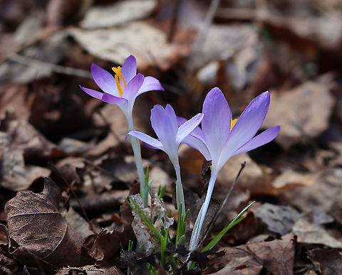 Woodland Crocus - Crocus tommasinianus Habitat: There were tons of crocuses growing throughout the woods

https://www.jungledragon.com/image/125499/crocus_sp.html
https://www.jungledragon.com/image/125498/crocus_sp.html
https://www.jungledragon.com/image/125500/crocus_sp.html Crocus tommasinianu,Crocus tommasinianus,Geotagged,Spring,United States