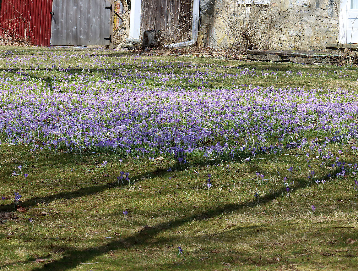 Woodland Crocus - Crocus tommasinianus Habitat: There were tons of crocuses growing throughout the woods. This person's house bordered the forest and their yard was covered in flowers! It was pretty cool.<br />
<figure class="photo"><a href="https://www.jungledragon.com/image/125499/woodland_crocus_-_crocus_tommasinianus.html" title="Woodland Crocus - Crocus tommasinianus"><img src="https://s3.amazonaws.com/media.jungledragon.com/images/3232/125499_thumb.jpg?AWSAccessKeyId=05GMT0V3GWVNE7GGM1R2&Expires=1769040010&Signature=gmMDF0PDWE61O3qjfKedVmLLIxw%3D" width="200" height="162" alt="Woodland Crocus - Crocus tommasinianus Habitat: There were tons of crocuses growing throughout the woods<br />
<br />
https://www.jungledragon.com/image/125499/crocus_sp.html<br />
https://www.jungledragon.com/image/125498/crocus_sp.html<br />
https://www.jungledragon.com/image/125500/crocus_sp.html Crocus tommasinianu,Crocus tommasinianus,Geotagged,Spring,United States" /></a></figure><br />
<figure class="photo"><a href="https://www.jungledragon.com/image/125498/woodland_crocus_-_crocus_tommasinianus.html" title="Woodland Crocus - Crocus tommasinianus"><img src="https://s3.amazonaws.com/media.jungledragon.com/images/3232/125498_thumb.jpg?AWSAccessKeyId=05GMT0V3GWVNE7GGM1R2&Expires=1769040010&Signature=%2Fu%2BQ9nulgt0pdwht3QvK39FwLkg%3D" width="200" height="194" alt="Woodland Crocus - Crocus tommasinianus Habitat: There were tons of crocuses growing throughout the woods. <br />
https://www.jungledragon.com/image/125499/crocus_sp.html<br />
https://www.jungledragon.com/image/125498/crocus_sp.html<br />
https://www.jungledragon.com/image/125500/crocus_sp.html Crocus tommasinianus,Geotagged,Spring,United States,crocus" /></a></figure><br />
<figure class="photo"><a href="https://www.jungledragon.com/image/125500/woodland_crocus_-_crocus_tommasinianus.html" title="Woodland Crocus - Crocus tommasinianus"><img src="https://s3.amazonaws.com/media.jungledragon.com/images/3232/125500_thumb.jpg?AWSAccessKeyId=05GMT0V3GWVNE7GGM1R2&Expires=1769040010&Signature=aEluuE%2Bc1LCbRgyGtFesg2O7fw4%3D" width="200" height="152" alt="Woodland Crocus - Crocus tommasinianus Habitat: There were tons of crocuses growing throughout the woods. This person's house bordered the forest and their yard was covered in flowers! It was pretty cool.<br />
https://www.jungledragon.com/image/125499/crocus_sp.html<br />
https://www.jungledragon.com/image/125498/crocus_sp.html<br />
https://www.jungledragon.com/image/125500/crocus_sp.html Crocus,Crocus tommasinianus,Geotagged,Spring,United States,Woodland Crocus" /></a></figure> Crocus,Crocus tommasinianus,Geotagged,Spring,United States,Woodland Crocus