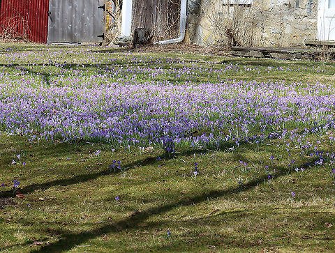 Woodland Crocus - Crocus tommasinianus Habitat: There were tons of crocuses growing throughout the woods. This person's house bordered the forest and their yard was covered in flowers! It was pretty cool.
https://www.jungledragon.com/image/125499/crocus_sp.html
https://www.jungledragon.com/image/125498/crocus_sp.html
https://www.jungledragon.com/image/125500/crocus_sp.html Crocus,Crocus tommasinianus,Geotagged,Spring,United States,Woodland Crocus