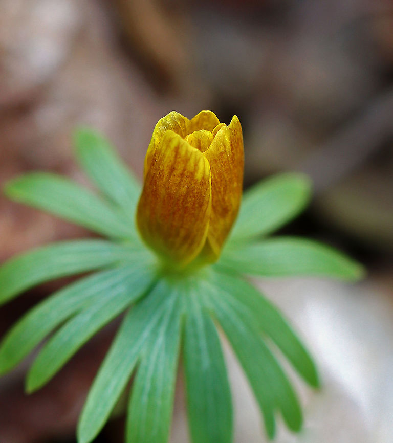 Winter Aconite - Eranthis hyemalis Habitat: Deciduous forest<br />
<figure class="photo"><a href="https://www.jungledragon.com/image/125507/winter_aconite_-_eranthis_hyemalis.html" title="Winter Aconite - Eranthis hyemalis"><img src="https://s3.amazonaws.com/media.jungledragon.com/images/3232/125507_thumb.jpg?AWSAccessKeyId=05GMT0V3GWVNE7GGM1R2&Expires=1769040010&Signature=V45syE5UDPtD8ZGFgsrHqaDX5TA%3D" width="136" height="152" alt="Winter Aconite - Eranthis hyemalis Habitat: Deciduous forest<br />
https://www.jungledragon.com/image/125507/winter_aconite_-_eranthis_hyemalis.html<br />
https://www.jungledragon.com/image/125509/winter_aconite_-_eranthis_hyemalis.html<br />
https://www.jungledragon.com/image/125508/winter_aconite_-_eranthis_hyemalis.html Eranthis,Eranthis hyemalis,Geotagged,Spring,United States,Winter aconite" /></a></figure><br />
<figure class="photo"><a href="https://www.jungledragon.com/image/125509/winter_aconite_-_eranthis_hyemalis.html" title="Winter Aconite - Eranthis hyemalis"><img src="https://s3.amazonaws.com/media.jungledragon.com/images/3232/125509_thumb.jpg?AWSAccessKeyId=05GMT0V3GWVNE7GGM1R2&Expires=1769040010&Signature=Whtcjx%2BWEIWgWCb7US7D3%2FFD9yA%3D" width="200" height="132" alt="Winter Aconite - Eranthis hyemalis Habitat: Deciduous forest<br />
https://www.jungledragon.com/image/125507/winter_aconite_-_eranthis_hyemalis.html<br />
https://www.jungledragon.com/image/125509/winter_aconite_-_eranthis_hyemalis.html<br />
https://www.jungledragon.com/image/125508/winter_aconite_-_eranthis_hyemalis.html Eranthis hyemalis,Geotagged,Spring,United States,Winter aconite" /></a></figure><br />
<figure class="photo"><a href="https://www.jungledragon.com/image/125508/winter_aconite_-_eranthis_hyemalis.html" title="Winter Aconite - Eranthis hyemalis"><img src="https://s3.amazonaws.com/media.jungledragon.com/images/3232/125508_thumb.jpg?AWSAccessKeyId=05GMT0V3GWVNE7GGM1R2&Expires=1769040010&Signature=IIgu5Juh3LSSqMvQzz2uenLV8sk%3D" width="200" height="154" alt="Winter Aconite - Eranthis hyemalis Habitat: Deciduous forest<br />
https://www.jungledragon.com/image/125507/winter_aconite_-_eranthis_hyemalis.html<br />
https://www.jungledragon.com/image/125509/winter_aconite_-_eranthis_hyemalis.html<br />
https://www.jungledragon.com/image/125508/winter_aconite_-_eranthis_hyemalis.html Eranthis hyemalis,Geotagged,Spring,United States,Winter aconite" /></a></figure> Eranthis,Eranthis hyemalis,Geotagged,Spring,United States,Winter aconite