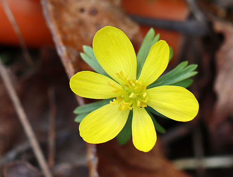 Winter Aconite - Eranthis hyemalis Habitat: Deciduous forest
https://www.jungledragon.com/image/125507/winter_aconite_-_eranthis_hyemalis.html
https://www.jungledragon.com/image/125509/winter_aconite_-_eranthis_hyemalis.html
https://www.jungledragon.com/image/125508/winter_aconite_-_eranthis_hyemalis.html Eranthis hyemalis,Geotagged,Spring,United States,Winter aconite