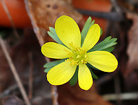 Winter Aconite - Eranthis hyemalis Habitat: Deciduous forest<br />
https://www.jungledragon.com/image/125507/winter_aconite_-_eranthis_hyemalis.html<br />
https://www.jungledragon.com/image/125509/winter_aconite_-_eranthis_hyemalis.html<br />
https://www.jungledragon.com/image/125508/winter_aconite_-_eranthis_hyemalis.html Eranthis hyemalis,Geotagged,Spring,United States,Winter aconite