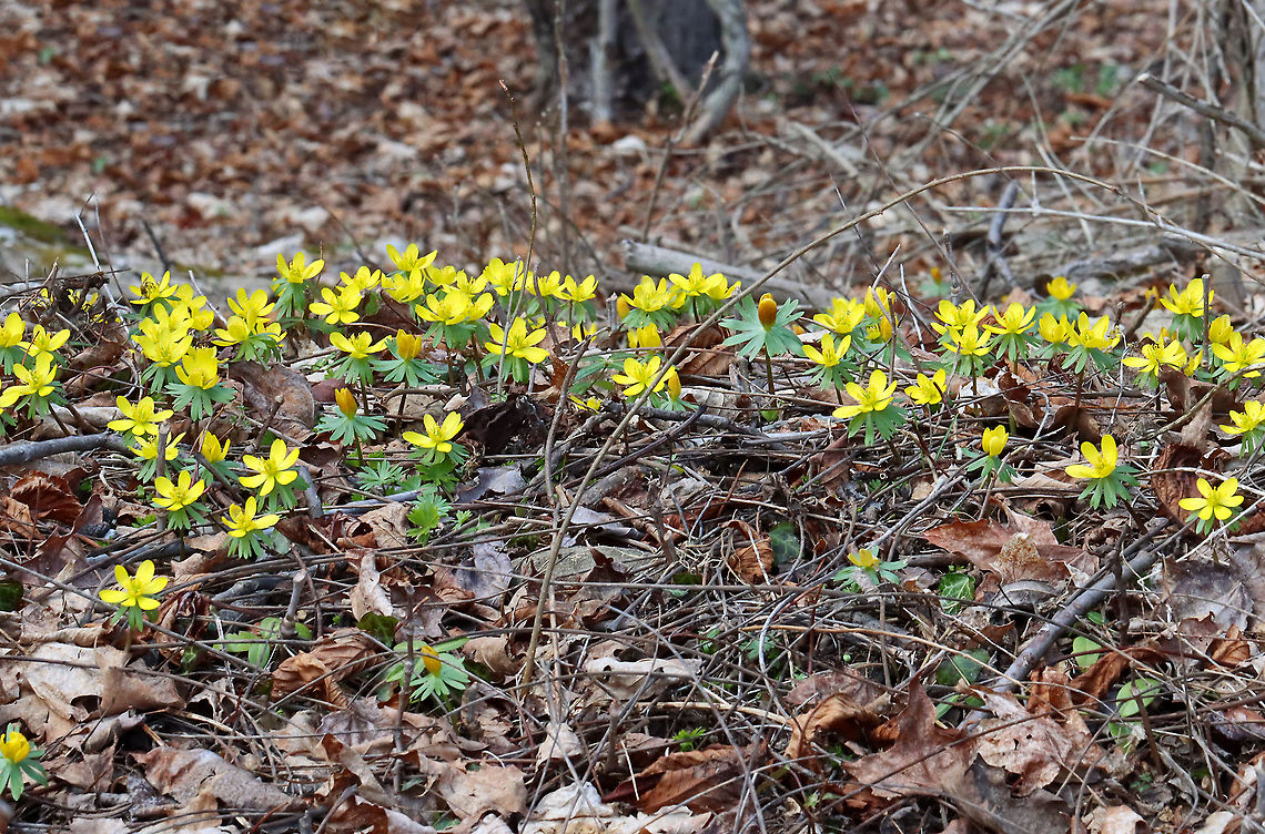 Winter Aconite - Eranthis hyemalis Habitat: Deciduous forest<br />
<figure class="photo"><a href="https://www.jungledragon.com/image/125507/winter_aconite_-_eranthis_hyemalis.html" title="Winter Aconite - Eranthis hyemalis"><img src="https://s3.amazonaws.com/media.jungledragon.com/images/3232/125507_thumb.jpg?AWSAccessKeyId=05GMT0V3GWVNE7GGM1R2&Expires=1759968010&Signature=PF0wPGCqPpa%2FRQDXYFn%2BIXrBfD8%3D" width="136" height="152" alt="Winter Aconite - Eranthis hyemalis Habitat: Deciduous forest<br />
https://www.jungledragon.com/image/125507/winter_aconite_-_eranthis_hyemalis.html<br />
https://www.jungledragon.com/image/125509/winter_aconite_-_eranthis_hyemalis.html<br />
https://www.jungledragon.com/image/125508/winter_aconite_-_eranthis_hyemalis.html Eranthis,Eranthis hyemalis,Geotagged,Spring,United States,Winter aconite" /></a></figure><br />
<figure class="photo"><a href="https://www.jungledragon.com/image/125509/winter_aconite_-_eranthis_hyemalis.html" title="Winter Aconite - Eranthis hyemalis"><img src="https://s3.amazonaws.com/media.jungledragon.com/images/3232/125509_thumb.jpg?AWSAccessKeyId=05GMT0V3GWVNE7GGM1R2&Expires=1759968010&Signature=AydPPrxLKoK5JMg2OFtClEEACbA%3D" width="200" height="132" alt="Winter Aconite - Eranthis hyemalis Habitat: Deciduous forest<br />
https://www.jungledragon.com/image/125507/winter_aconite_-_eranthis_hyemalis.html<br />
https://www.jungledragon.com/image/125509/winter_aconite_-_eranthis_hyemalis.html<br />
https://www.jungledragon.com/image/125508/winter_aconite_-_eranthis_hyemalis.html Eranthis hyemalis,Geotagged,Spring,United States,Winter aconite" /></a></figure><br />
<figure class="photo"><a href="https://www.jungledragon.com/image/125508/winter_aconite_-_eranthis_hyemalis.html" title="Winter Aconite - Eranthis hyemalis"><img src="https://s3.amazonaws.com/media.jungledragon.com/images/3232/125508_thumb.jpg?AWSAccessKeyId=05GMT0V3GWVNE7GGM1R2&Expires=1759968010&Signature=Qi9gHSbq%2FM%2FMs%2B2WBiqBdY0WfBo%3D" width="200" height="154" alt="Winter Aconite - Eranthis hyemalis Habitat: Deciduous forest<br />
https://www.jungledragon.com/image/125507/winter_aconite_-_eranthis_hyemalis.html<br />
https://www.jungledragon.com/image/125509/winter_aconite_-_eranthis_hyemalis.html<br />
https://www.jungledragon.com/image/125508/winter_aconite_-_eranthis_hyemalis.html Eranthis hyemalis,Geotagged,Spring,United States,Winter aconite" /></a></figure> Eranthis hyemalis,Geotagged,Spring,United States,Winter aconite
