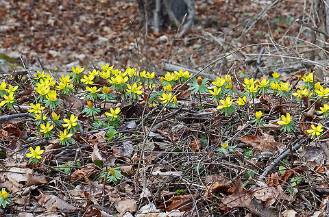 Winter Aconite - Eranthis hyemalis Habitat: Deciduous forest
https://www.jungledragon.com/image/125507/winter_aconite_-_eranthis_hyemalis.html
https://www.jungledragon.com/image/125509/winter_aconite_-_eranthis_hyemalis.html
https://www.jungledragon.com/image/125508/winter_aconite_-_eranthis_hyemalis.html Eranthis hyemalis,Geotagged,Spring,United States,Winter aconite