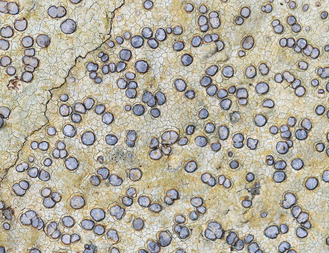 Smokey-eyed Boulder Lichen - Porpidia albocaerulescens Common, but beautiful!<br />
<br />
Habitat: Growing on rocks in a mixed forest Geotagged,Porpidia,Porpidia albocaerulescens,Smokey-eyed Boulder Lichen,Spring,United States,lichen