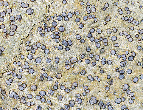 Smokey-eyed Boulder Lichen - Porpidia albocaerulescens Common, but beautiful!

Habitat: Growing on rocks in a mixed forest Geotagged,Porpidia,Porpidia albocaerulescens,Smokey-eyed Boulder Lichen,Spring,United States,lichen