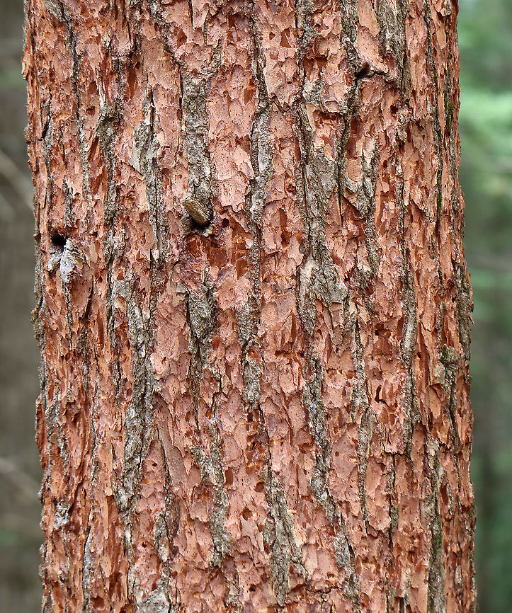 Eastern Hemlock - Tsuga canadensis This tree, and many like it, have had the outer bark pulled off by woodpeckers who are looking for the beetle larvae, probably hemlock borers (Buprestidae), that infest the tree. Borers can casuse eastern hemlocks to have reduced growth, foliar thinning, and yellowing.<br />
<br />
Habitat: Mixed forest Eastern Hemlock,Geotagged,Spring,Tsuga,Tsuga canadensis,United States,beetle,buprestidae,signs of wildlife,woodpecker sign