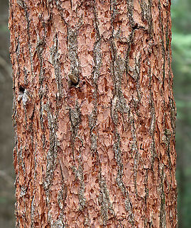 Eastern Hemlock - Tsuga canadensis This tree, and many like it, have had the outer bark pulled off by woodpeckers who are looking for the beetle larvae, probably hemlock borers (Buprestidae), that infest the tree. Borers can casuse eastern hemlocks to have reduced growth, foliar thinning, and yellowing.

Habitat: Mixed forest Eastern Hemlock,Geotagged,Spring,Tsuga,Tsuga canadensis,United States,beetle,buprestidae,signs of wildlife,woodpecker sign
