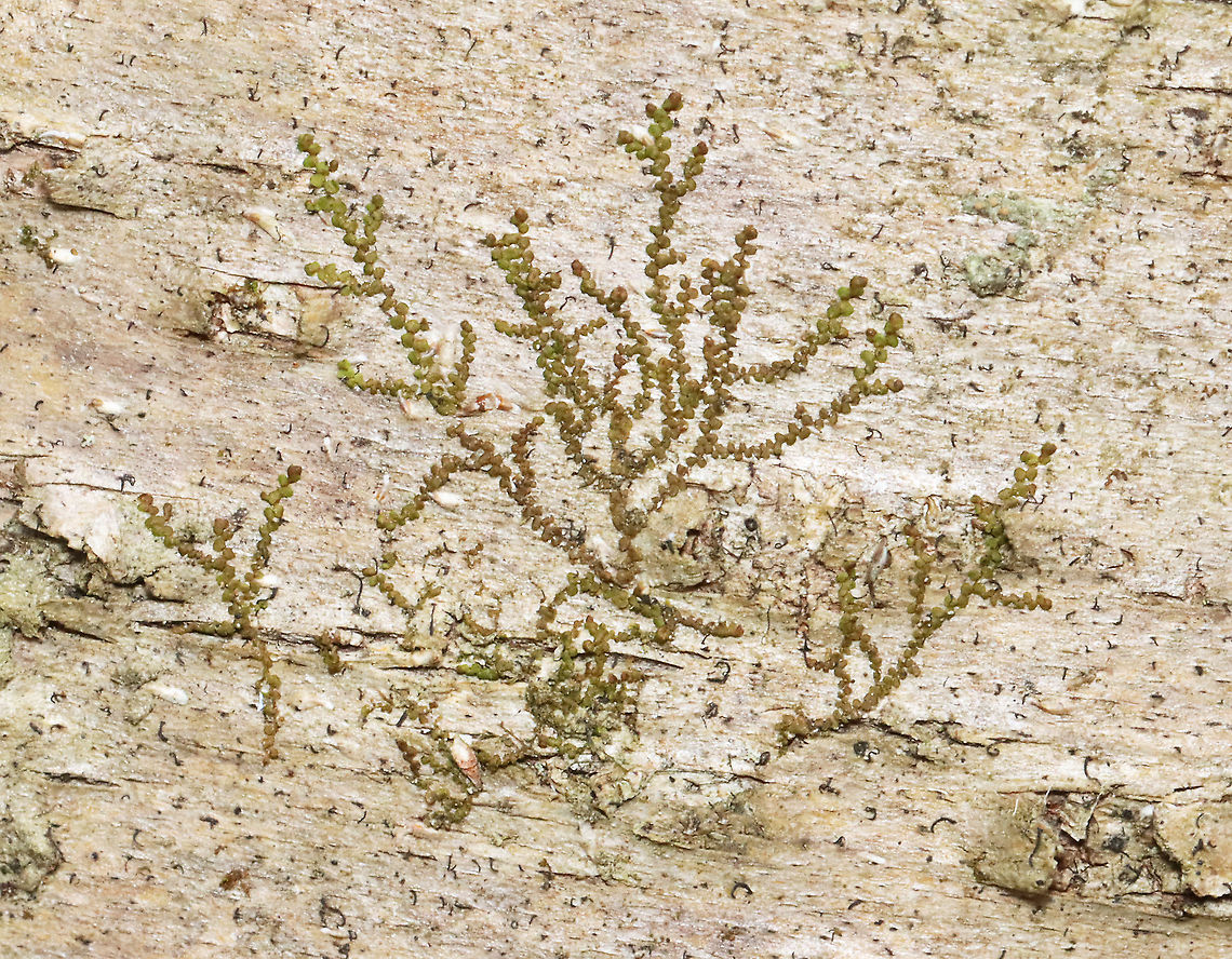 New York Scalewort - Frullania eboracensis Habitat: Growing on birch; mixed forest Frullania,Frullania eboracensis,Geotagged,New York Scalewort,Spring,United States,scalewort