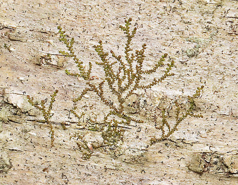New York Scalewort - Frullania eboracensis Habitat: Growing on birch; mixed forest Frullania,Frullania eboracensis,Geotagged,New York Scalewort,Spring,United States,scalewort
