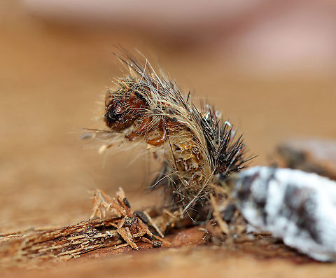 Gypsy Moth (Lymantria dispar) Caterpillar  Exuvia with Fungus-covered Cocoon This fungus-infected cocoon still had the caterpillar's exuvia attached to it. It was very dead.

Habitat: Stuck to a tree; mixed forest
https://www.jungledragon.com/image/125566/unidentified_fungus_on_gypsy_moth_cocoon_lymantria_dispar.html Beauveria,Geotagged,Gypsy moth,Lymantria dispar,Spring,United States,exuvia