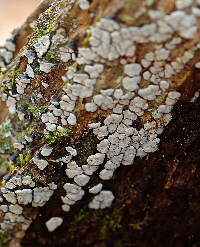 Ceramic Parchment - Xylobolus frustulatus Habitat: Growing on rotting wood; mixed forest Ceramic Parchment,Geotagged,Spring,United States,Xylobolus,Xylobolus frustulatus,ceramic fungus,fungus