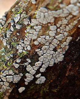 Ceramic Parchment - Xylobolus frustulatus Habitat: Growing on rotting wood; mixed forest Ceramic Parchment,Geotagged,Spring,United States,Xylobolus,Xylobolus frustulatus,ceramic fungus,fungus