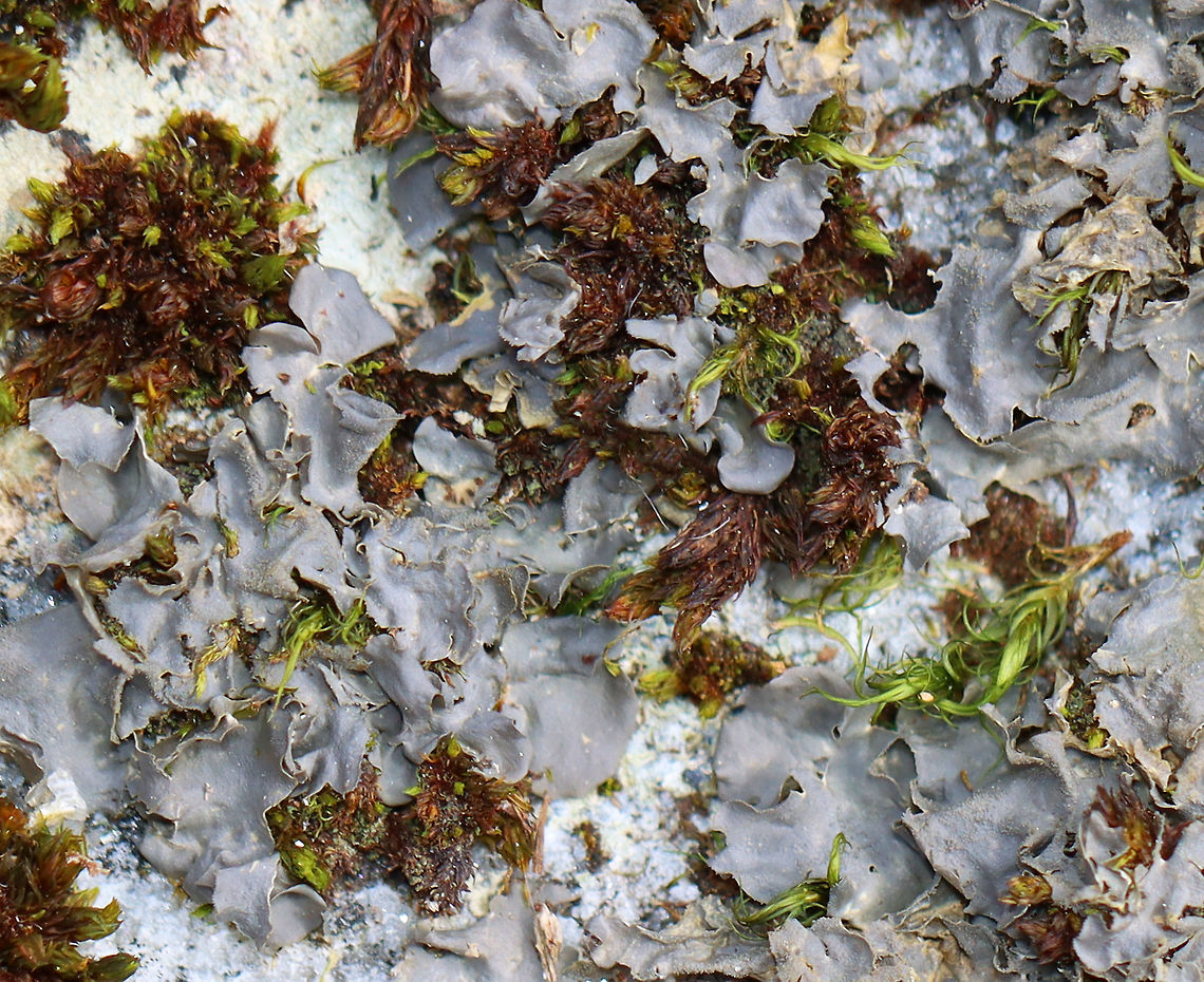 Blue Jellyskin - Leptogium cyanescens Bluish gray lichen growing among other lichens and moss<br />
<br />
Habitat: Deciduous forest<br />
<figure class="photo"><a href="https://www.jungledragon.com/image/125580/blue_jellyskin_-_leptogium_cyanescens.html" title="Blue Jellyskin - Leptogium cyanescens"><img src="https://s3.amazonaws.com/media.jungledragon.com/images/3232/125580_thumb.jpg?AWSAccessKeyId=05GMT0V3GWVNE7GGM1R2&Expires=1759968010&Signature=dJUyj7VkuoX9Ge%2FHhjuUn72ezzM%3D" width="150" height="152" alt="Blue Jellyskin - Leptogium cyanescens Bluish gray lichen growing among other lichens and moss<br />
<br />
Habitat: Deciduous forest<br />
https://www.jungledragon.com/image/125579/blue_jellyskin_-_leptogium_cyanescens.html Blue Jellyskin,Geotagged,Leptogium cyanescens,Spring,United States" /></a></figure> Blue Jellyskin,Collemataceae,Geotagged,Leptogium,Leptogium cyanescens,Spring,United States. lichen