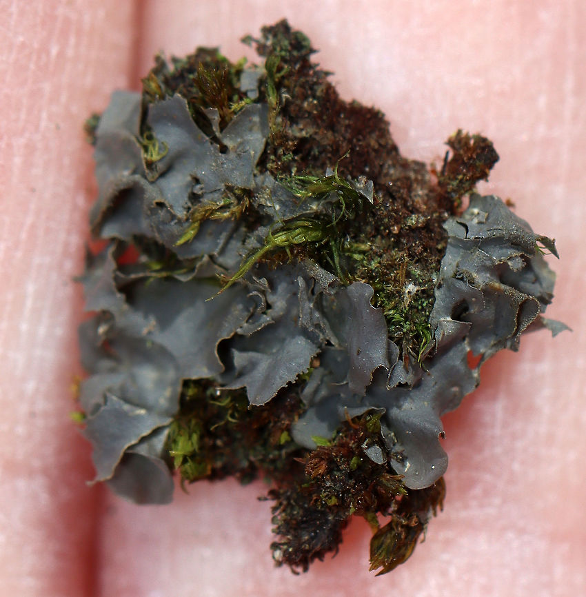 Blue Jellyskin - Leptogium cyanescens Bluish gray lichen growing among other lichens and moss<br />
<br />
Habitat: Deciduous forest<br />
<figure class="photo"><a href="https://www.jungledragon.com/image/125579/blue_jellyskin_-_leptogium_cyanescens.html" title="Blue Jellyskin - Leptogium cyanescens"><img src="https://s3.amazonaws.com/media.jungledragon.com/images/3232/125579_thumb.jpg?AWSAccessKeyId=05GMT0V3GWVNE7GGM1R2&Expires=1767225610&Signature=sFbp%2Fz9tC1fAJpxqNAguMQ4fqiQ%3D" width="200" height="164" alt="Blue Jellyskin - Leptogium cyanescens Bluish gray lichen growing among other lichens and moss<br />
<br />
Habitat: Deciduous forest<br />
https://www.jungledragon.com/image/125580/blue_jellyskin_-_leptogium_cyanescens.html Blue Jellyskin,Collemataceae,Geotagged,Leptogium,Leptogium cyanescens,Spring,United States. lichen" /></a></figure> Blue Jellyskin,Geotagged,Leptogium cyanescens,Spring,United States