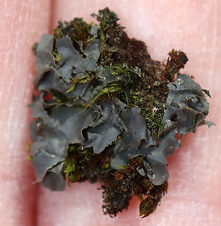 Blue Jellyskin - Leptogium cyanescens Bluish gray lichen growing among other lichens and moss

Habitat: Deciduous forest
https://www.jungledragon.com/image/125579/blue_jellyskin_-_leptogium_cyanescens.html Blue Jellyskin,Geotagged,Leptogium cyanescens,Spring,United States