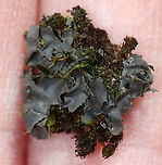 Blue Jellyskin - Leptogium cyanescens Bluish gray lichen growing among other lichens and moss<br />
<br />
Habitat: Deciduous forest<br />
https://www.jungledragon.com/image/125579/blue_jellyskin_-_leptogium_cyanescens.html Blue Jellyskin,Geotagged,Leptogium cyanescens,Spring,United States