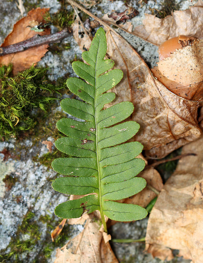Rock Polypody - Polypodium virginianum This fern grows on rocks and doesn&#039;t need well-developed soil! It&#039;s fairly common and native to eastern North America.<br />
<br />
Habitat: Growing on rocks; deciduous forest Geotagged,Polypodium,Polypodium virginianum,Rock Polypody,Spring,United States,fern