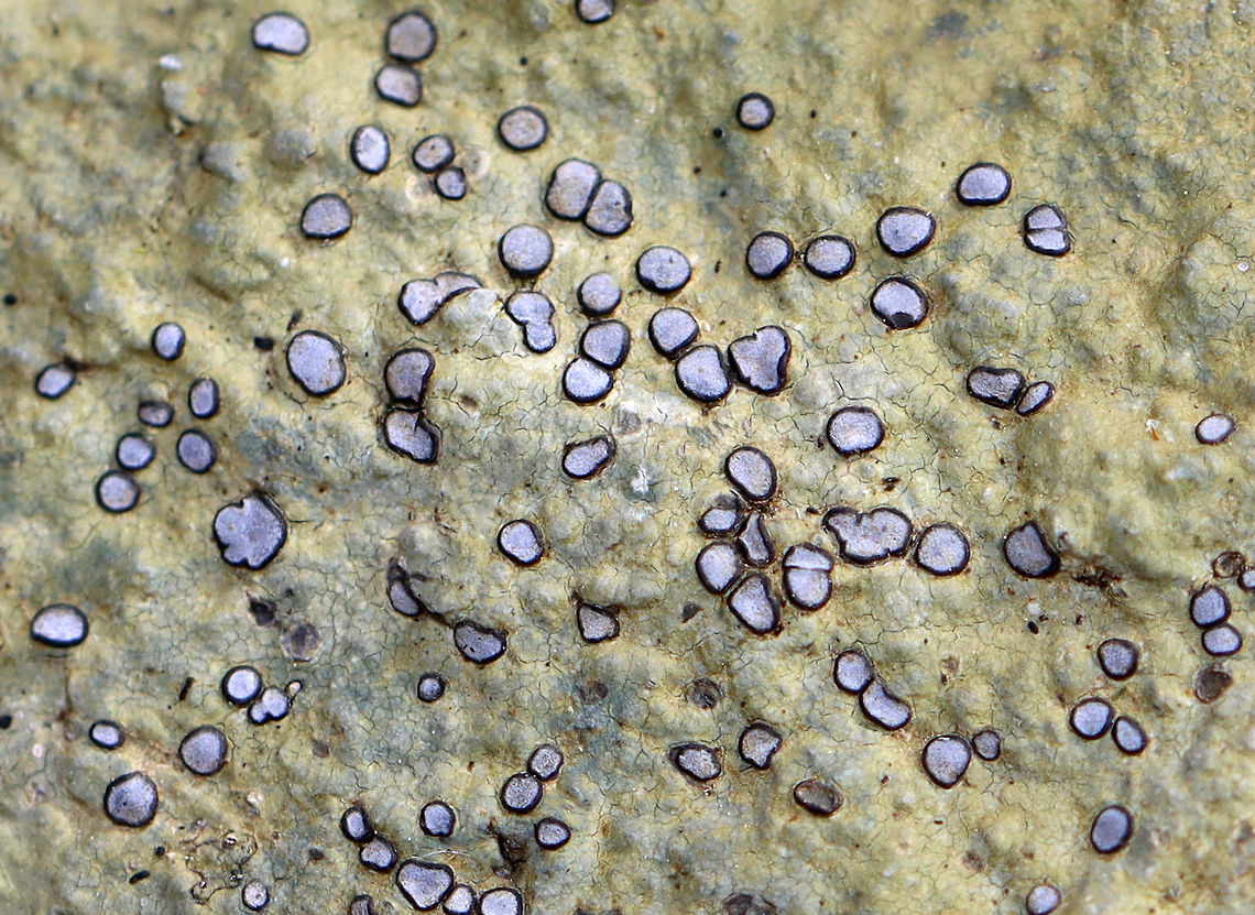Smokey-eyed Boulder Lichen - Porpidia albocaerulescens Habitat: Growing on nearly every rock in the forest; mixed forest Geotagged,Porpidia albocaerulescens,Smokey-eyed Boulder Lichen,Spring,United States,lichen,porpidia